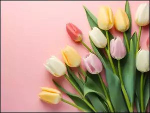 Kolorowe tulipany z liśćmi na jasnoróżowym tle