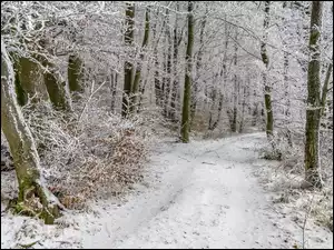 Droga w zimowym ośnieżonym lesie