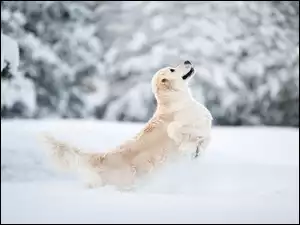 Golden retriever bawiący się w śniegu
