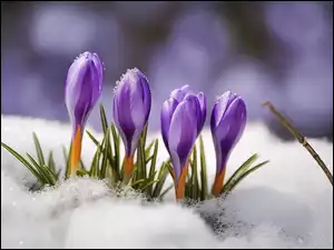 Kwitnące fioletowe krokusy na śniegu