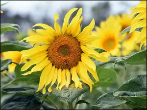 Rozwinięte kwiaty słonecznika