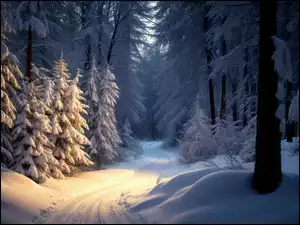 Częściowo oświetlona droga w zimowym lesie
