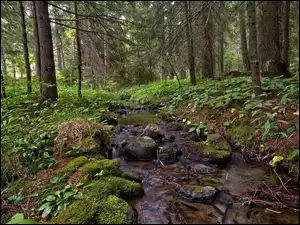 W sosnowym lesie potok z kamieniami