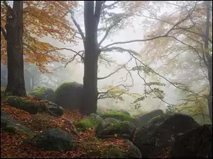 Drzewa, Mgła, Las, Jesień, Głazy