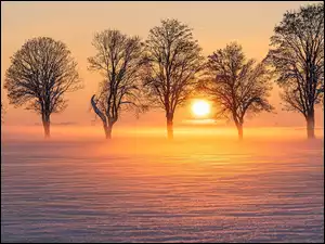 Mgła, Pole, Drzewa, Zima, Wschód słońca