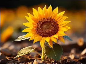 Rozświetlony pojedynczy kwiat słonecznika