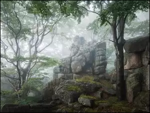 Mgła, Skały, Zielone, Drzewa