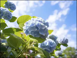 Niebo, Hortensje, Niebieskie, Kwiaty