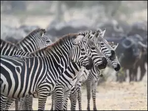 Zwierzęta, Zebry