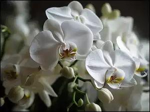 Storczyk, Kwiaty, Białe