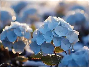 Hortensje, Niebieski, Kwiat
