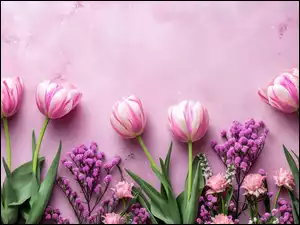 Tulipany, Tło, Biało-różowe, Kwiaty, Różowe