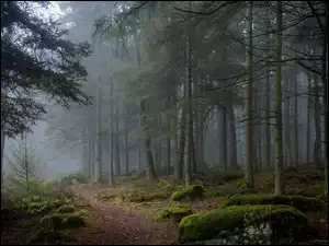 Drzewa, Las, Mgła, Kamienie, Ścieżka, Omszałe
