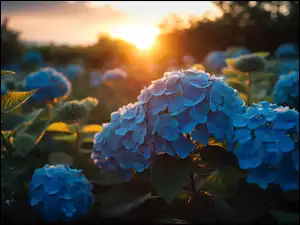 Zachód ałońca, Niebieskie, Kwiaty, Hortensje