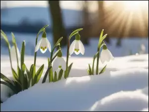 Przebiśniegi, Promienie słońca, Białe, Kwiaty, Śnieg