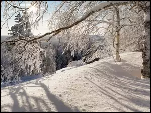 Śnieg, Wzgórze, Wschód słońca, Zima, Gałęzie, Brzoza, Las