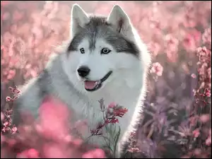 Kwiaty, Pies, Siberian husky, Różowe