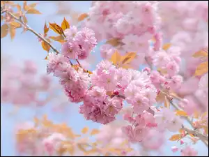 Drzewo owocowe, Gałązka, Kwitnąca, Wiśnia japońska
