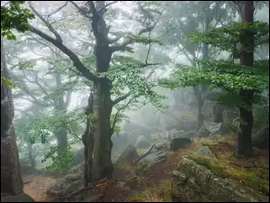 Mgła, Las, Drzewa, Głazy
