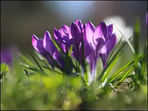 Kępka, Wiosna, Krokusy, Fioletowe, Kwiaty