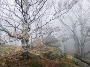 Bezlistne drzewa w mgle