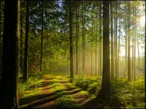 Promienie słoneczne oświetlające leśną ścieżkę
