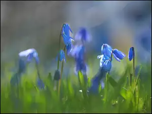 Zbliżenie, Cebulice syberyjskie, Niebieskie, Kwiaty