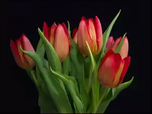 Bukiet kolorowych tulipanów na czarnym tle