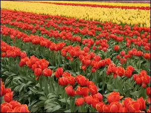 Czerwone, Plantacja, Tulipany, Kwiaty, Żółte