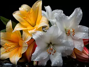 Zbliżenie, Kwiat, Lilie, Krople