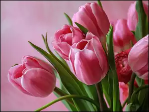 Bukiet różowych tulipanów w zbliżeniu