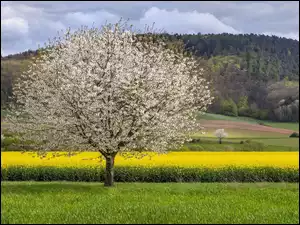 Drzewo, Wiosna, Rzepak, Pole, Góra