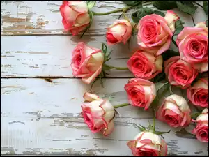 Deski, Kwiaty, Róże, Drewno