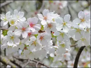 Kwiaty, Drzewo owocowe, Rozkwitnięte, Białe, Gałązka
