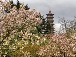 Drzewa, Wiosna, Wieża, Pagoda, Kwiaty