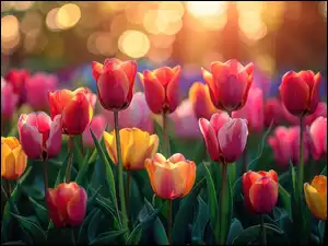 Tulipany, Kwiaty, Kolorowe, Rozkwitające