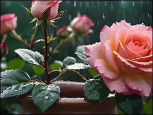 Róża, Kwiat, Deszcz, Grafika, Różowa, Krople