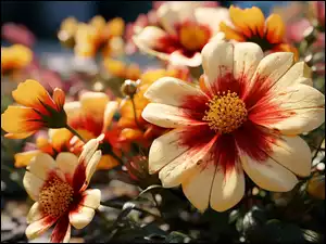 Kwitnące kolorowe kwiaty z pąkami