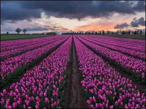 Chmurne niebo nad tulipanowym polem