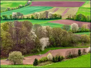 Drzewa na uprawnych polach w Eifel