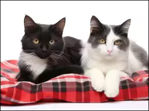 Dwa biało-czarne koty na kraciastym kocu na białym tle