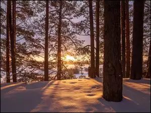 Wschód słońca, Zima, Pnie, Drzewa