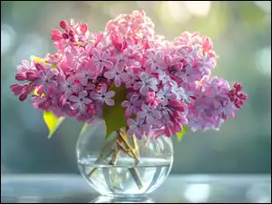 Kwiaty bzu w szklanym wazonie
