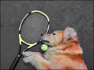 Pies leżący obok rakiety tenisowej na chodniku