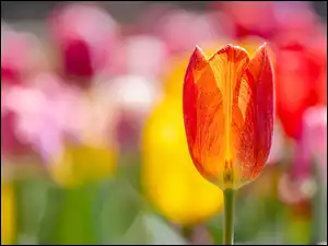 Tulipan, Rozświetlony, Czerwono-żółty