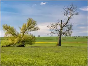 Drzewa, Łąka, Pole, Dwa