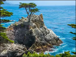 Stan Kalifornia, Pebble Beach, Drzewa, Stany Zjednoczone, Skały, Wybrzeże, Ocean