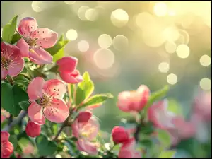 Kwiaty, Rozmycie, Gałązka, Drzewo owocowe, Różowe
