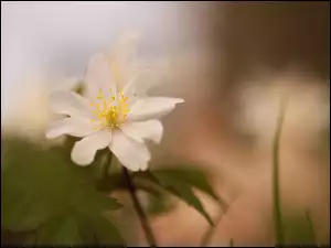 Zawilec, Biały, Kwiat, Rozkwitnięty