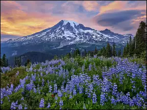 Stany Zjednoczone, Mount Rainier, Park Narodowy Mount Rainier, Stratowulkan, Łąka, Góry, Łubiny, Niebieskie, Drzewa, Stan Waszyngton